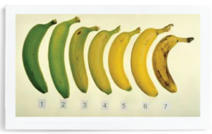 Bananas2