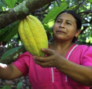 Woman picking cacoa from tree