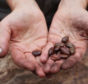 Sandy's Hands with Cocoa Beans