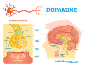 Illustration of how cocoa increases dopamine